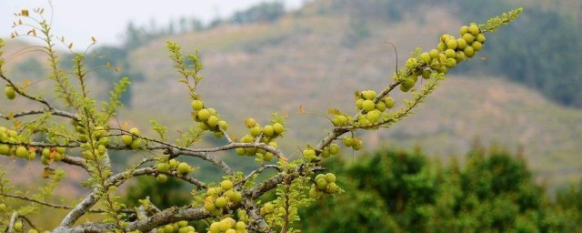 油柑种植注意事项 油柑种植需要注意什么