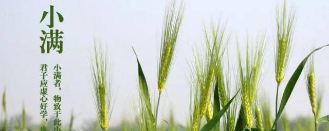 小满吃什么传统食物? 小满吃哪些传统食物