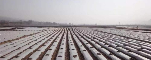 地膜的作用是什么 地膜可以提高产量吗
