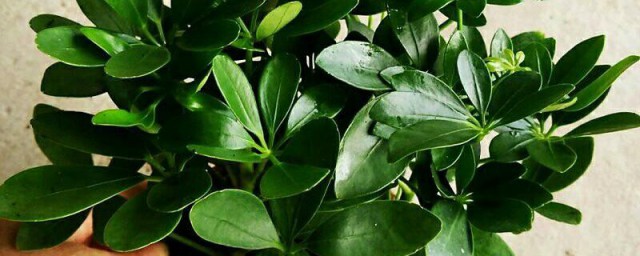 一抹香怎样养 一抹香怎样养