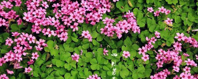 炸酱草怎样养护和种植 炸酱草种植么养护技巧简介