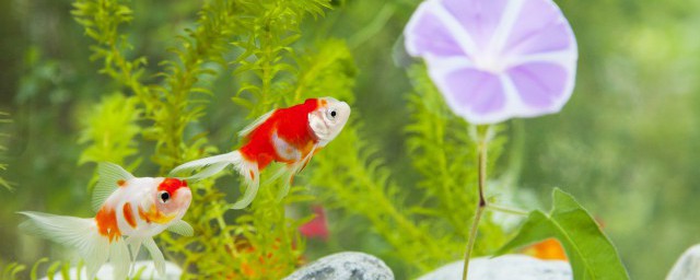 狗头鱼喂食的正确要领 狗头鱼如何喂