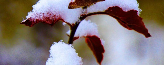 如何快速化雪 快速化雪的方式