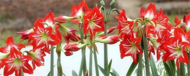 怎样自制万能花肥营养液 怎样自制万能花肥营养液