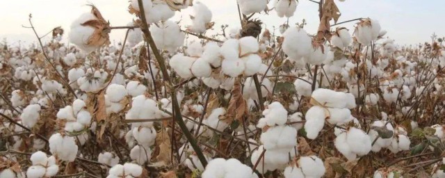 新疆棉花事件起因 新疆棉花事件起因是什么
