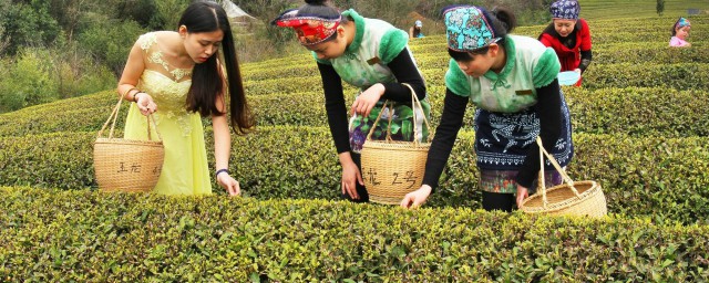 平水珠茶产地 平水珠茶简介