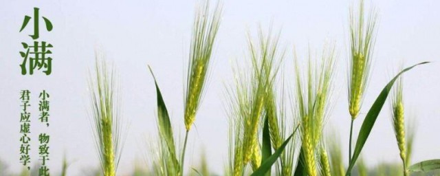 小满适合吃什么 小满适合吃哪些食物