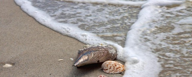 大海螺吐沙子最快的技巧 大海螺怎样吐沙