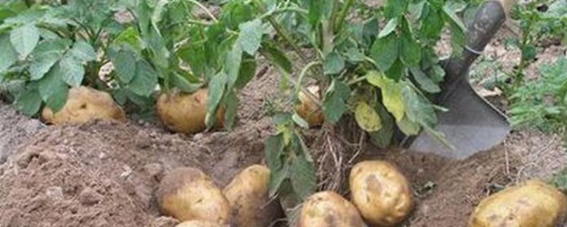 简易的土豆种植技巧 土豆怎样种植