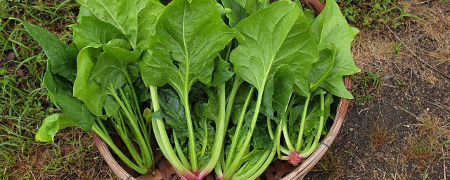 菠菜的家常做法诀窍 炒菠菜怎样做