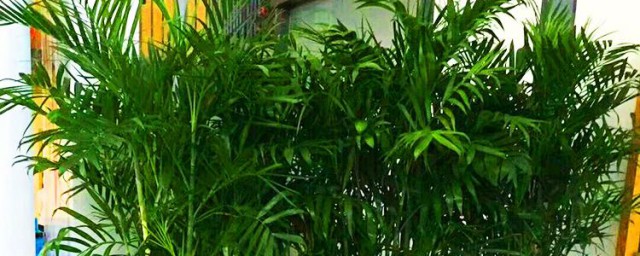 夏威夷竹和散尾葵区别 关于夏威夷竹和散尾葵区别