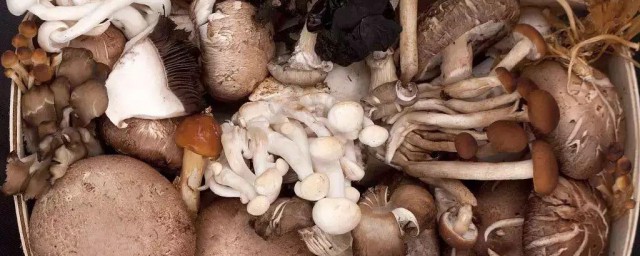 鲜蘑菇可以冻起来保存吗 鲜蘑菇可以放冰箱冷冻吗