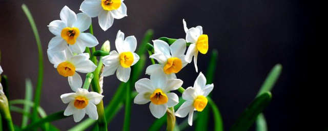 水仙花种植小秘诀 水仙花种植有什么小秘诀