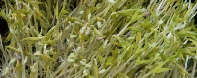 简单的泡豆芽方法 如何简单的泡豆芽