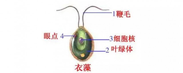 衣藻是原核还是真核生物 衣藻介绍