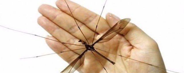 世界上最大的蚊子 世界上最大的蚊子是什么