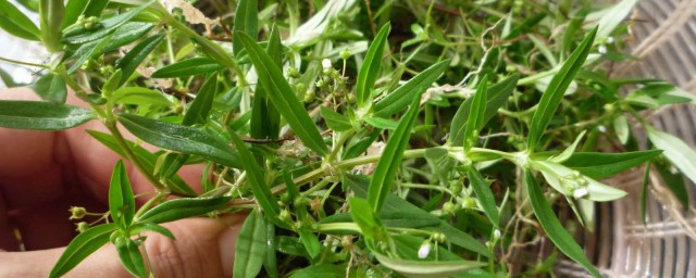 白花蛇舌草的食物禁忌 白花蛇舌草的功效和作用