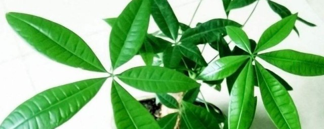 发财树用啤酒养才茂盛 发财树用啤酒养茂盛的技巧