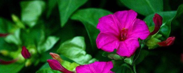 紫茉莉种子怎样种 紫茉莉种子怎样种