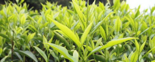 单枞茶鸭屎香属于什么茶 单枞茶鸭屎香的介绍