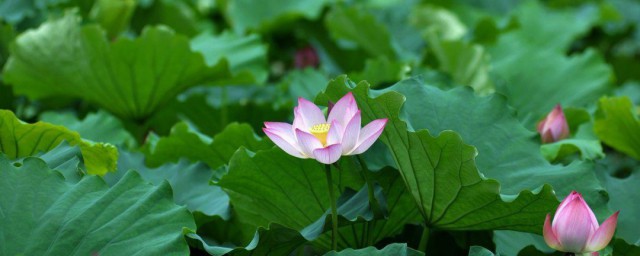 夏至和立夏是什么意思 夏至和立夏介绍