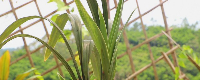 兰香种植要领及注意事项 兰香如何种植