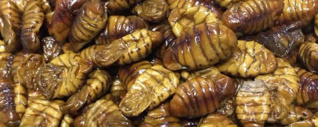 茧蛹怎样储存 怎样保存茧蛹
