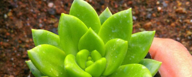 多肉青丽的养护方法 青丽的养殖方法