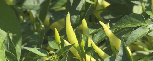 在家里种小米椒小技巧 种植小米椒的技巧