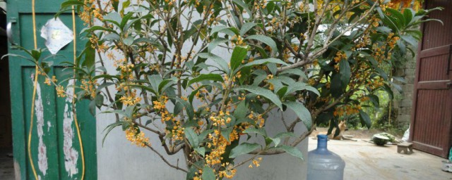 桂花压枝的精确技巧 桂花压枝的精确技巧是什么