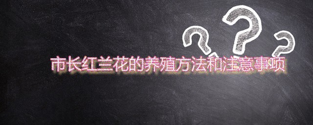 市长红兰花的养殖要领和注意事项 建兰市长红家庭种植要领分享