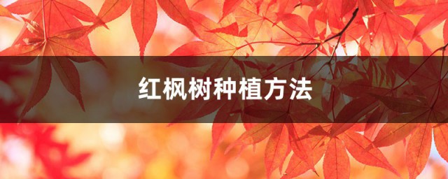 红枫树云南种植技巧和注意事项 红枫树家庭种植技巧分享
