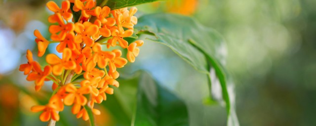 桂花移盆后的养殖方式和注意事项 桂花在家种植的方式分享
