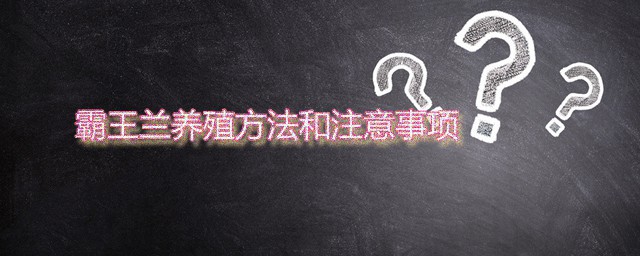 霸王兰养殖技巧和注意事项 霸王兰家庭种养技巧分享