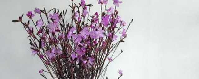干的杜鹃花的养殖办法和注意事项 干的杜鹃花的养殖要领和注意事项有哪些
