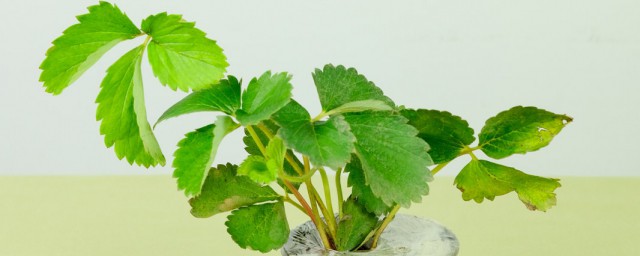 草莓发根最佳技巧 怎样让草莓发根
