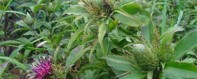苍术的养殖方法和注意事项 如何养殖苍术注意事项有哪些