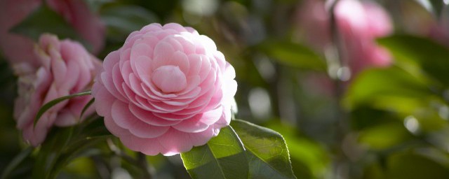 克瑞墨茶花的养殖方法和注意事项 怎么养殖茶花