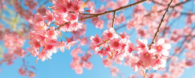 春天花粉多怎样办 怎样预防春天花粉过敏