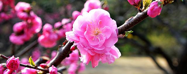 山角梅花的养殖方法和注意事项 山角梅花如何养护以及注意事项