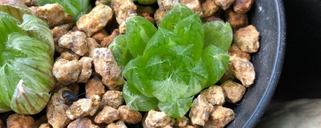 水晶的养殖方式和注意事项 樱水晶花家庭种植如何养