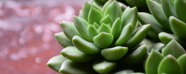 植物多肉养殖技巧和注意事项 植物多肉养护好的妙招和禁忌