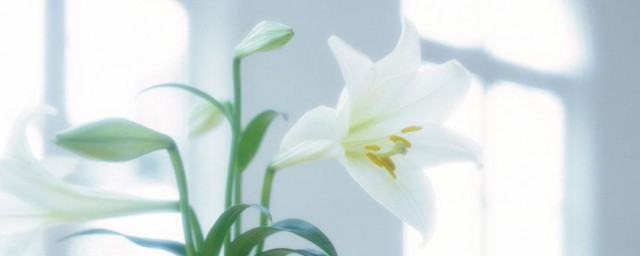 木百合的养殖技巧和注意事项 怎样养殖木百合