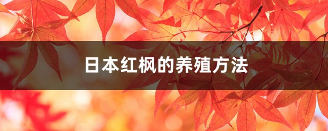 爪柿枫树的养殖要领及注意事项 日本爪柿红枫家庭种植方式分享