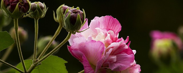 芙蓉花幼苗的养殖技巧和注意事项 芙蓉花怎样培植幼苗