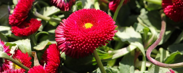 小雏菊养殖技巧和注意事项 怎样养雏菊