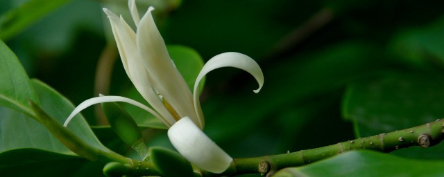 白兰花的养殖技巧和注意事项修枝 怎样养白兰花