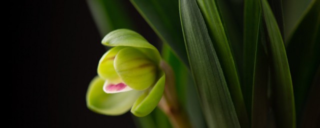 春天兰花的养殖技巧和注意事项 兰花家庭种植技巧分享