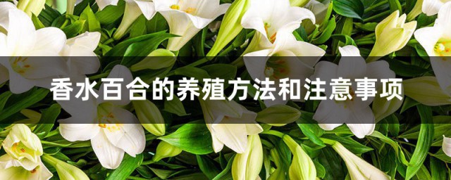 香水百合的养殖技巧和注意事项 香水百合的种植技巧分享