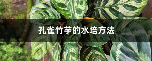 孔雀竹芋的水培养殖方式和注意事项 孔雀竹芋的怎么清洁呢